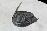 Cornuproetus Trilobite - Fine Preparation #72741-2